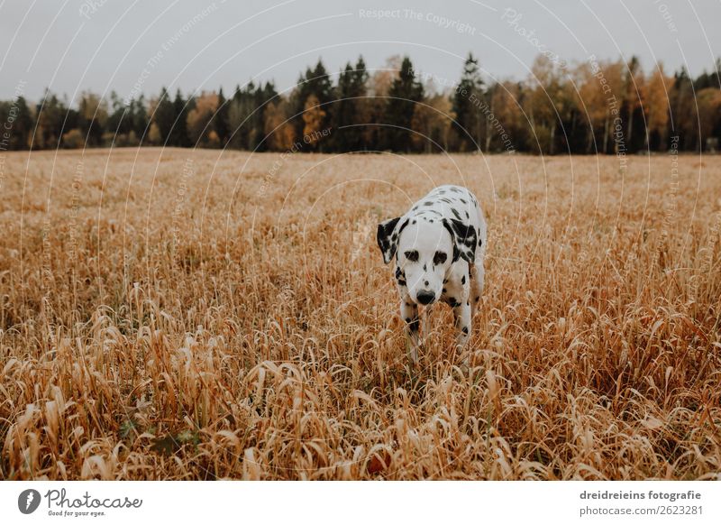 Hund Dalmatiner läuft durch Kornfeld Getreidefeld Farbfoto Treue schnuppern suchen Lebensfreude Naturliebe laufen Idylle Erwartung Zufriedenheit Optimismus