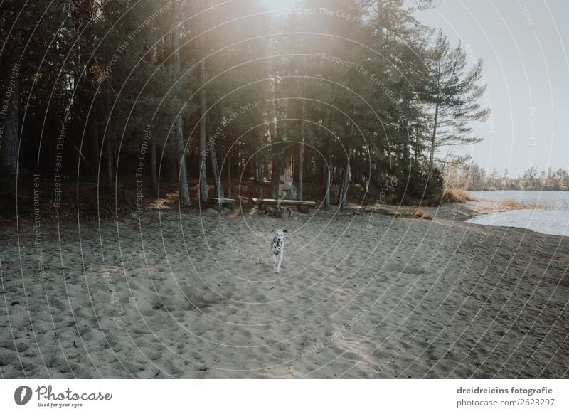 Hund Dalmatiner kommt gerannt am Strand Lebensfreude Naturliebe Seeufer Optimismus Badestrand Waldlichtung Tag Farbfoto Treue rennen Idylle Erwartung