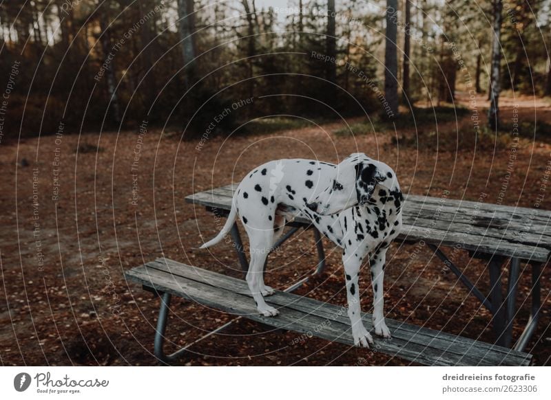 Dalmatiner Wald Bank warten Hund schuen gucken Parkbank Natur natürlich Haustür Hundespaziergang Waldspaziergang Textfreiraum oben Außenaufnahme