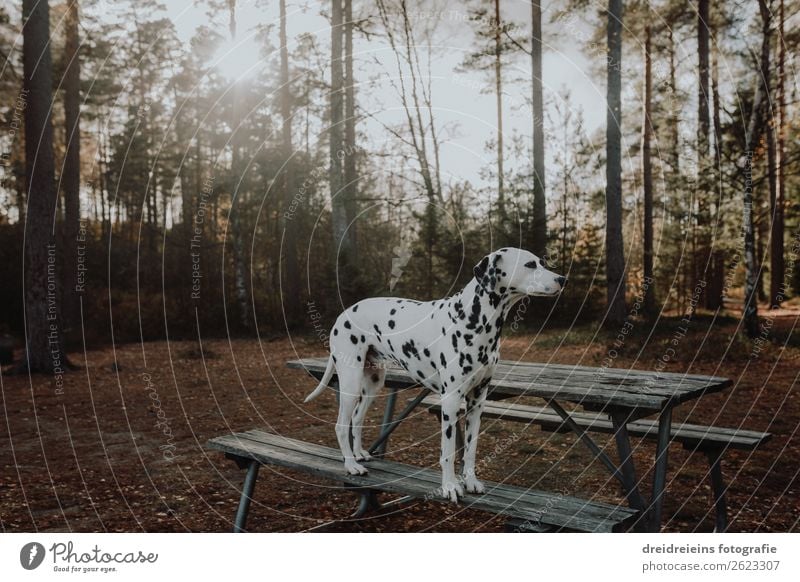 Dalmatiner Hund steht im Wald auf einer Parkbank Gegenlicht Umwelt Natur Sonnenaufgang Sonnenuntergang Sonnenlicht Frühling Sommer Herbst Schönes Wetter Tier