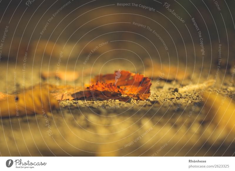 einzelnes Herbsblatt Natur Herbst Blatt Park Stimmung Farbfoto Außenaufnahme Makroaufnahme Menschenleer Tag Lichterscheinung Unschärfe Froschperspektive