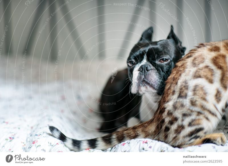 Cat & Dog Tier Haustier Hund Katze Tiergesicht Boston Terrier bengal Katze 2 Decke Bett beobachten Erholung liegen Blick Traurigkeit warten frech lustig Neugier