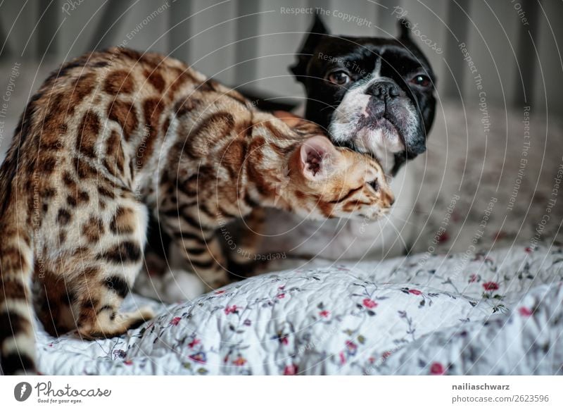 Dog&cat Tier Haustier Hund Katze bengal Katze Boston terrier 2 Bett Decke beobachten Erholung genießen Kommunizieren liegen Blick schlafen Spielen Umarmen