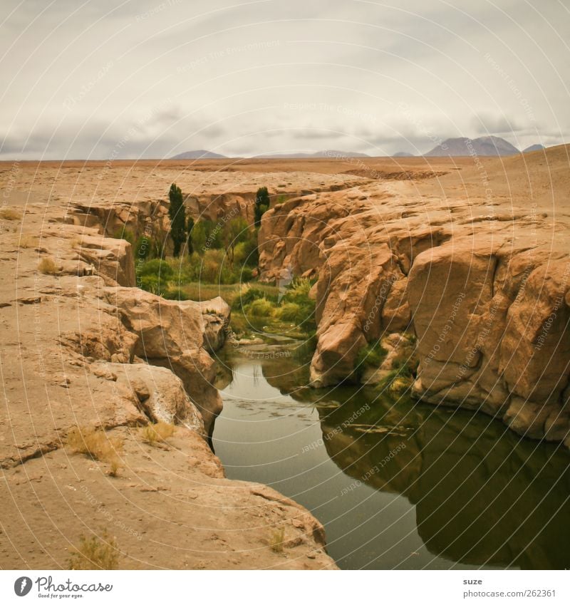 Kleine Oase Sommer Umwelt Natur Landschaft Urelemente Erde Sand Luft Himmel Horizont Klima Wetter Schönes Wetter Pflanze Felsen Fluss Wüste Stein