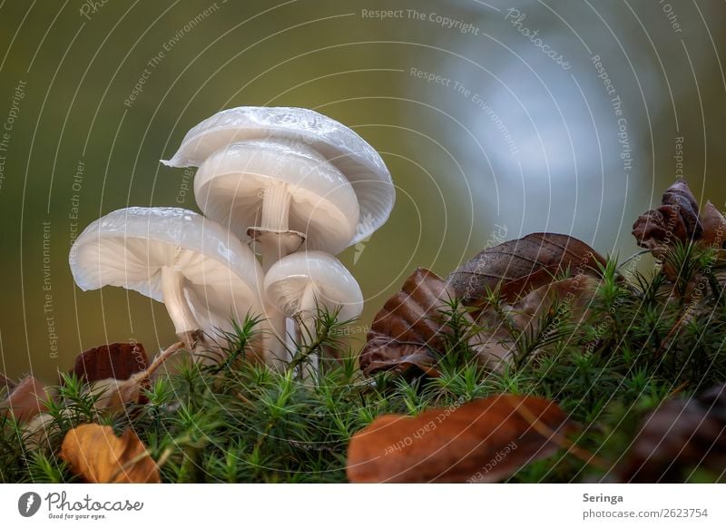 Gruppensitzung Natur Pflanze Tier Herbst Schönes Wetter schlechtes Wetter Moos Blatt Wald Wachstum Pilz Pilzhut Pilzsucher Pilzsuppe Gift essbar Außenaufnahme