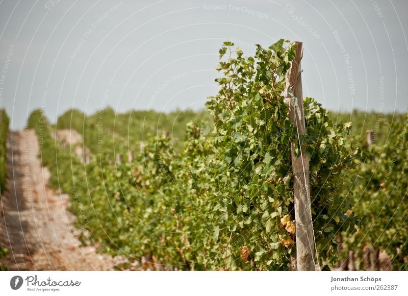 Der Weinberg V Erholung ruhig Ferne Sommer Sommerurlaub Umwelt Natur Landschaft Pflanze Schönes Wetter Blatt Nutzpflanze anbauen Ernte Weinlese Weinbau