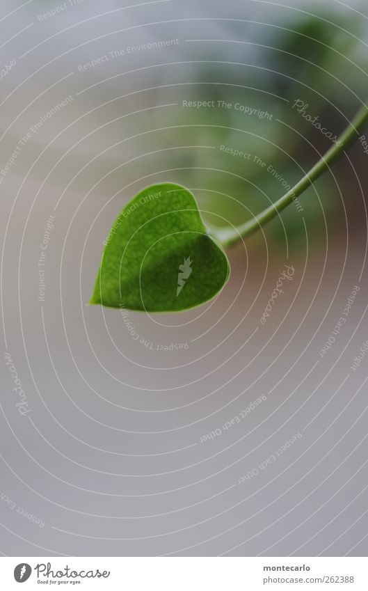 Und hier ist ihr Herzblatt... Natur Pflanze Blatt Grünpflanze Wildpflanze dünn authentisch einfach weich grün weiß Farbfoto mehrfarbig Innenaufnahme Nahaufnahme