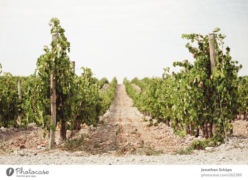 Der Weinberg VI Sommer Umwelt Natur Landschaft Pflanze Schönes Wetter Wärme Grünpflanze Nutzpflanze Weinlese Reihe Wachstum Weinbau Wege & Pfade Mitte Berghang