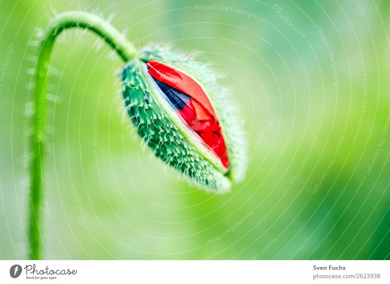 Mohnblüte beim Öffnen Sommer Garten Natur Pflanze Frühling Blume Gras Blatt Blüte Wiese Liebe groß hell klein grün rot Knospe platzen blühen jung entfalten