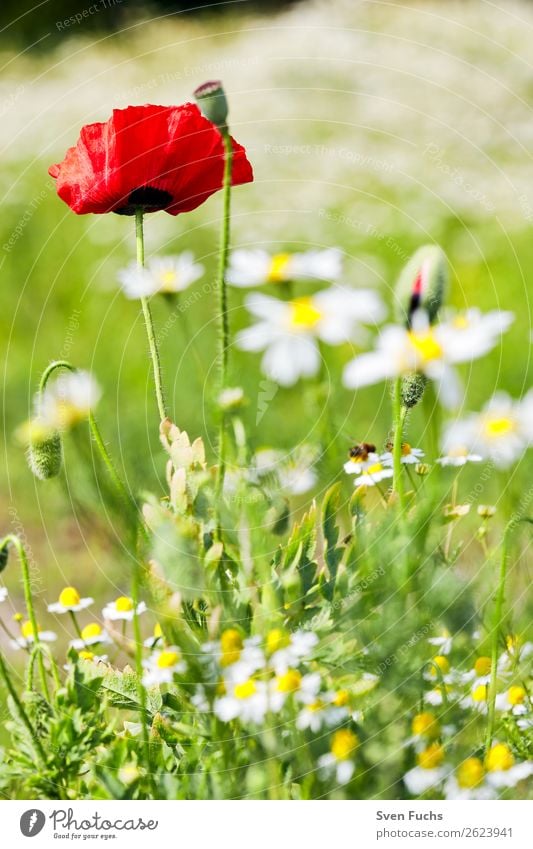 Mohnblume und Mohnblüten zwischen Blumen Sommer Garten Natur Pflanze Frühling Gras Blatt Blüte Wiese Liebe groß hell klein grün rot Knospe platzen blühen jung