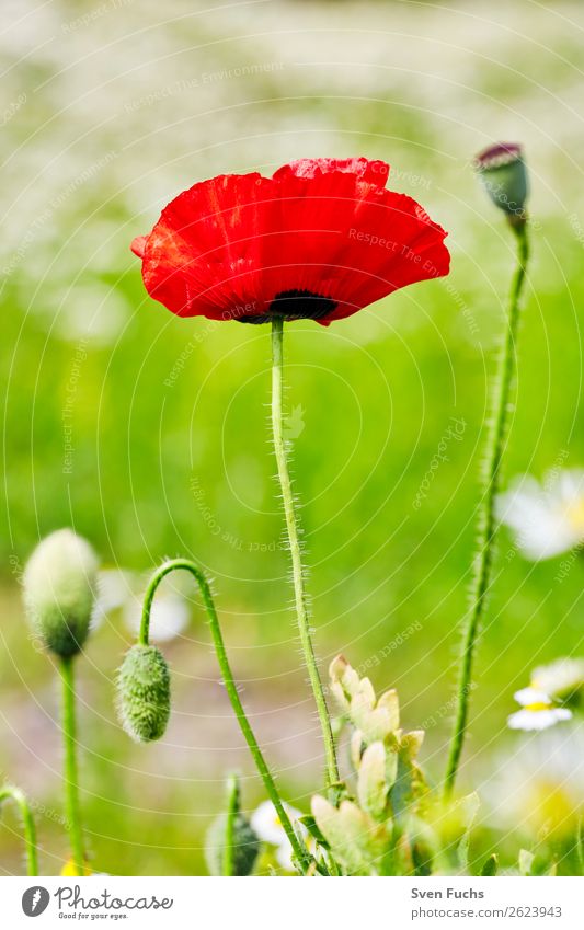 Mohnblume und Mohnblüten zwischen Blumen Sommer Garten Natur Pflanze Frühling Gras Blatt Blüte Wiese Liebe groß hell klein grün rot Knospe platzen blühen jung