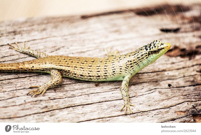 schaut mich an... Ferien & Urlaub & Reisen Tourismus Ausflug Abenteuer Ferne Freiheit Urwald Wildtier Tiergesicht Schuppen Reptil Echte Eidechsen Gecko 1