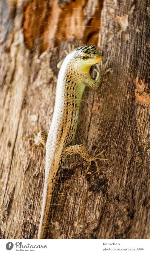 wochenende...einfach mal abhängen! Ferien & Urlaub & Reisen Tourismus Ausflug Abenteuer Ferne Freiheit Urwald Wildtier Tiergesicht Echte Eidechsen Reptil 1