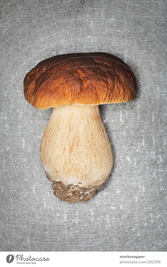 Steinpilz Pilz Steinpilz edulis essbar Lebensmittel Steinpilze Königsbolete Penny-Hase Basidiomyceten