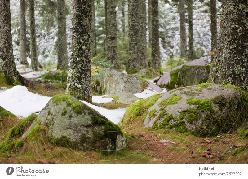 Bemooste Steine im Schwarzwald Ferien & Urlaub & Reisen Tourismus Ausflug Freiheit Fahrradtour Berge u. Gebirge wandern Natur Landschaft Pflanze Erde Herbst