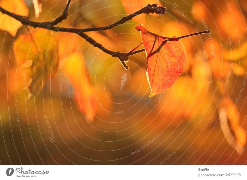 Apfelbaumblätter in schönem Herbstlicht Apfelbaumblatt Apfelbaumzweig schönes Wetter Sonnenlicht Lichtschein leuchten lichtvoll Blatt warmes Licht