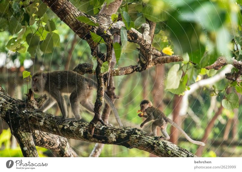 achtsamkeit Ferien & Urlaub & Reisen Tourismus Ausflug Abenteuer Ferne Freiheit Baum Blatt Urwald Wildtier Tiergesicht Fell Affen longtail makaken 2 Tierjunges