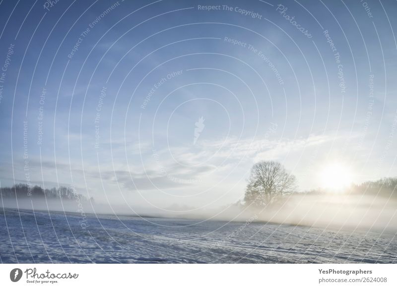 Sonnenaufgang und Nebel über dem Winter Naturlandschaft Schnee Weihnachten & Advent Landschaft Wetter Baum Wiese träumen hell natürlich weiß Deutschland