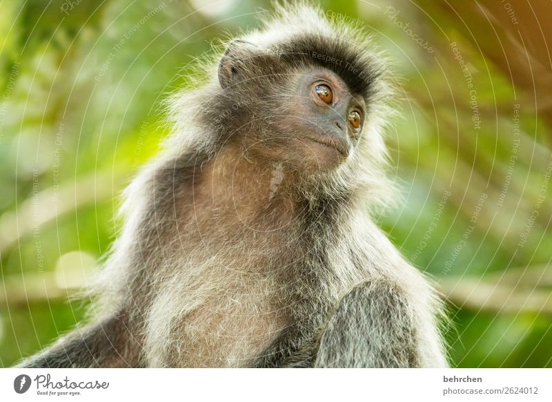 sehnsuchtsvoll Ferien & Urlaub & Reisen Tourismus Ausflug Abenteuer Ferne Freiheit Natur Urwald Wildtier Tiergesicht Fell Affen haubenlanguren 1 außergewöhnlich