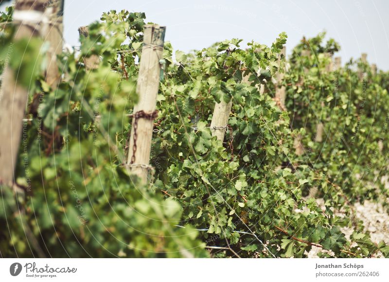 Der Weinberg VII Sommer Umwelt Natur Pflanze Blatt Nutzpflanze natürlich Weinlese Weinbau Holzpfahl Landwirtschaft grün Wachstum gedeihen Südfrankreich