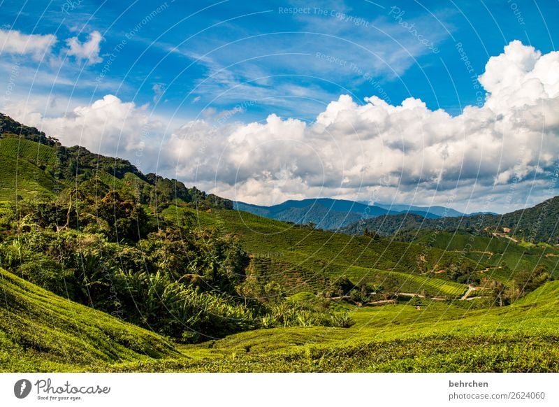 entspannungstee Klimaschutz Klimawandel fantastisch blau traumhaft Bananenstaude Wolken Sträucher Umweltschutz Blatt Himmel Baum Feld außergewöhnlich