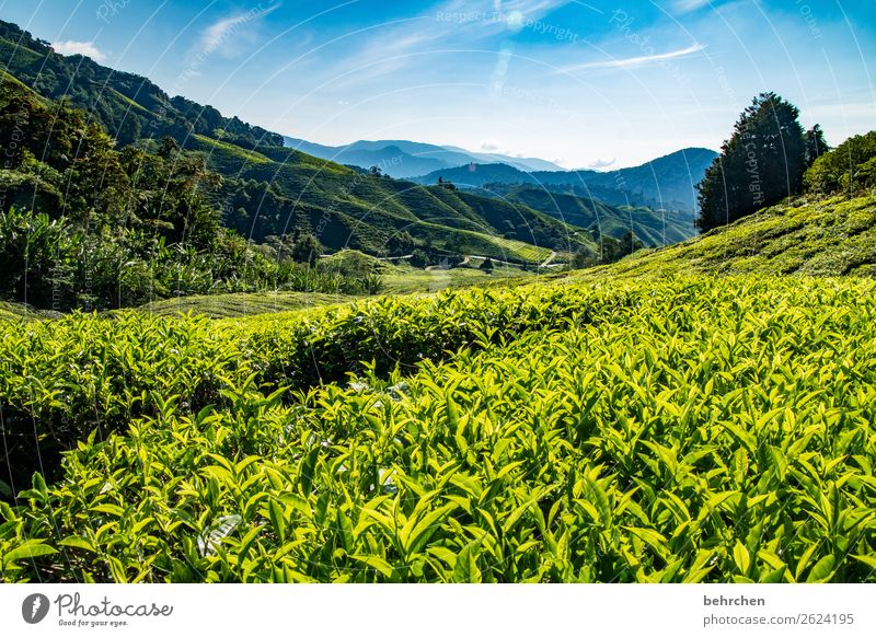 sonntagsfrühstückstee| tischlein deck dich Ferien & Urlaub & Reisen Tourismus Ausflug Abenteuer Ferne Freiheit Natur Landschaft Himmel Pflanze Baum Blatt