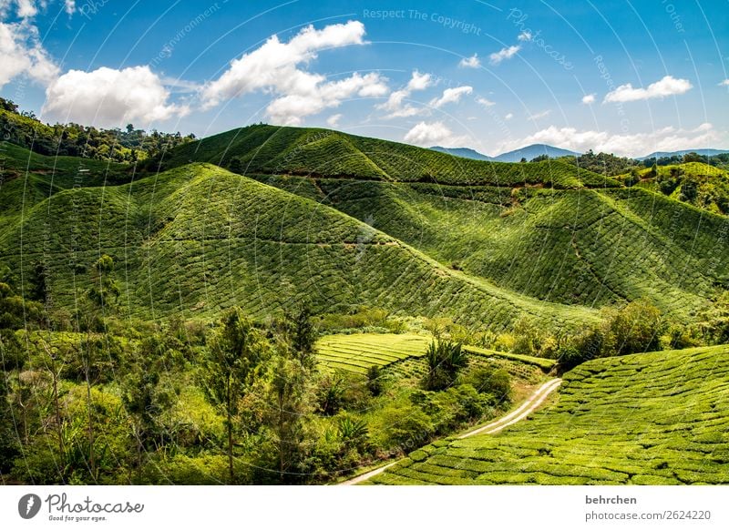 tee mit aussicht Ferien & Urlaub & Reisen Tourismus Ausflug Abenteuer Ferne Freiheit Natur Landschaft Himmel Wolken Pflanze Baum Blatt Nutzpflanze Teepflanze