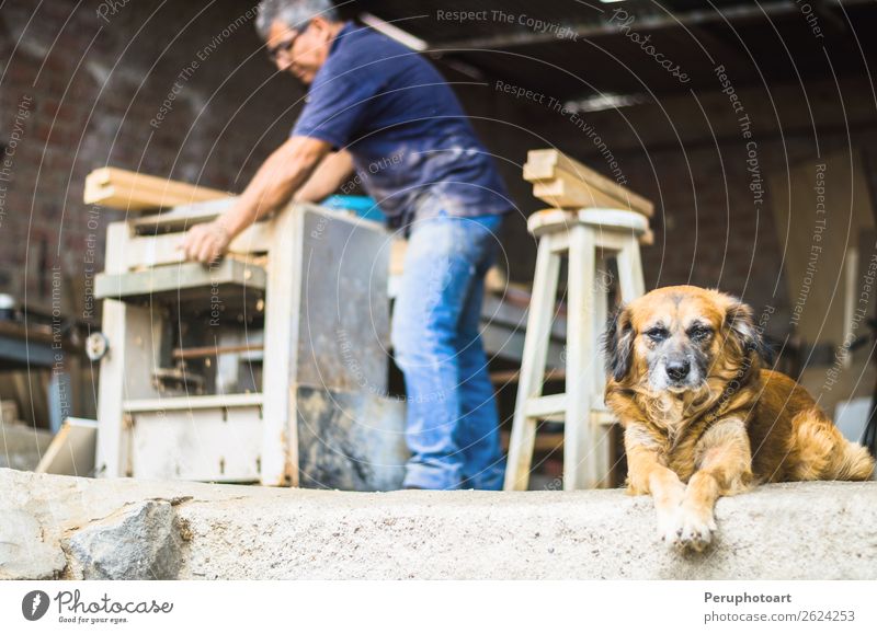 Professioneller Zimmermann mit seinem kleinen Hund. Lifestyle Freizeit & Hobby heimwerken Küche Arbeit & Erwerbstätigkeit Handwerker Baustelle Mann Erwachsene