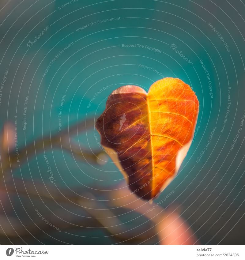 Herbstfärbung Natur Pflanze Baum Sträucher Blatt Zweige u. Äste leuchten ästhetisch blau braun gelb Wandel & Veränderung Oktober herbstlich Blattadern Farbfoto