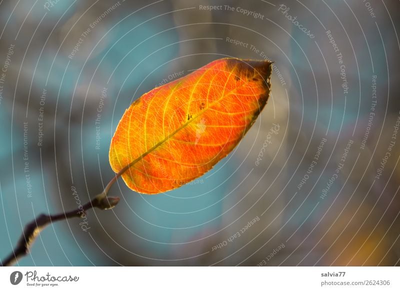 nur ein Blatt Umwelt Natur Pflanze Herbst Baum Sträucher Zweige u. Äste Herbstfärbung Park Wald leuchten positiv Wärme Vergänglichkeit Farbfoto Außenaufnahme