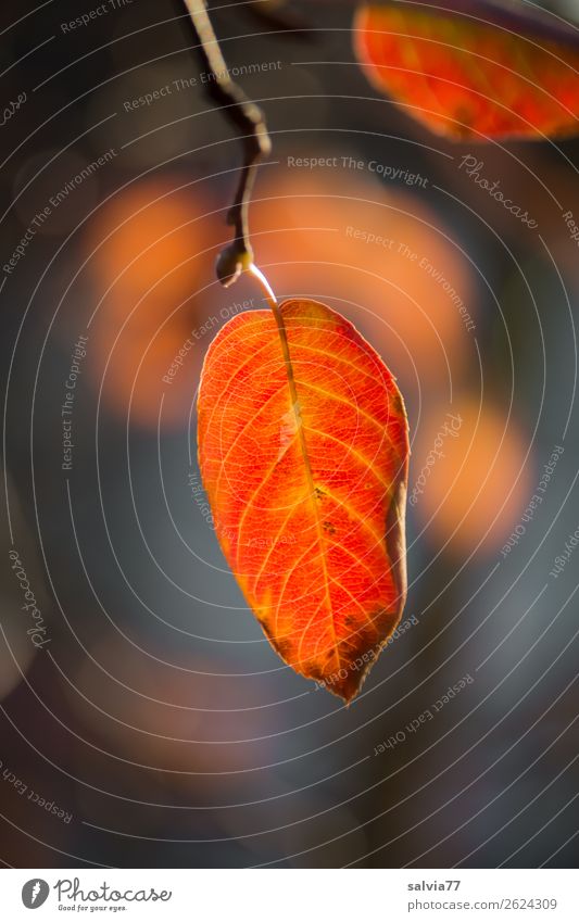 Blattfärbung Umwelt Natur Pflanze Herbst Klima Schönes Wetter Baum Sträucher Herbstfärbung Blattadern Zweig Park Wald leuchten Wärme orange Vergänglichkeit