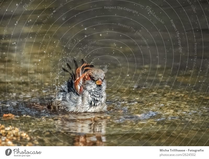 Badender Spatz im Bach Wellness Schwimmen & Baden Natur Tier Wasser Wassertropfen Schönes Wetter Vogel Tiergesicht Flügel Sperlingsvögel Metallfeder Feder