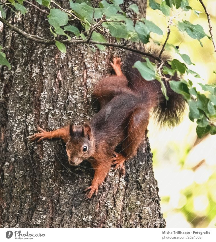 Eichhörnchen hängend am Baumstamm Natur Tier Sonnenlicht Schönes Wetter Blatt Wald Tiergesicht Fell Krallen Pfote Schwanz Ohr Auge 1 beobachten krabbeln Blick