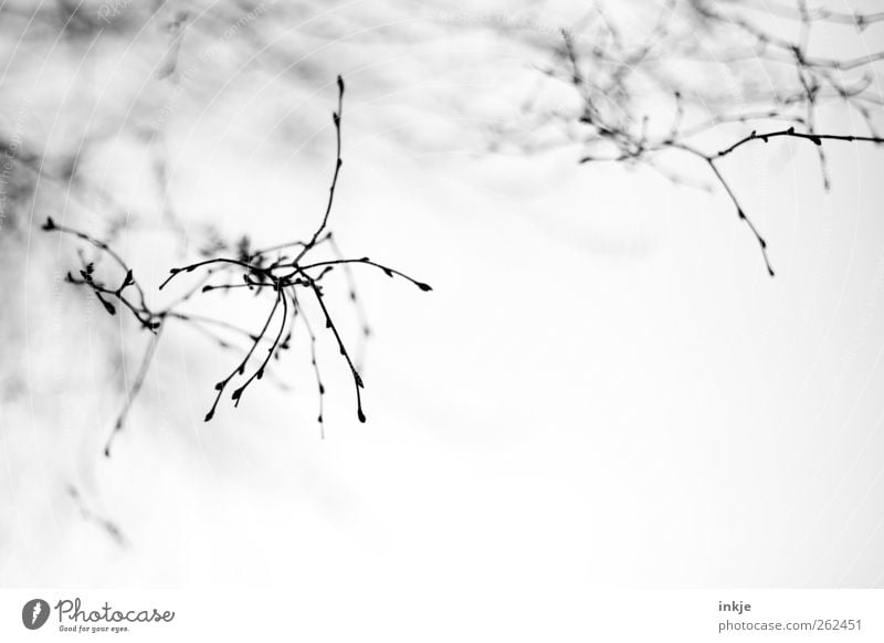 they come to get you! Umwelt Natur Pflanze Himmel Winter Klima Baum Wildpflanze Ast Zweige u. Äste Menschenleer außergewöhnlich dünn kalt verzweigt