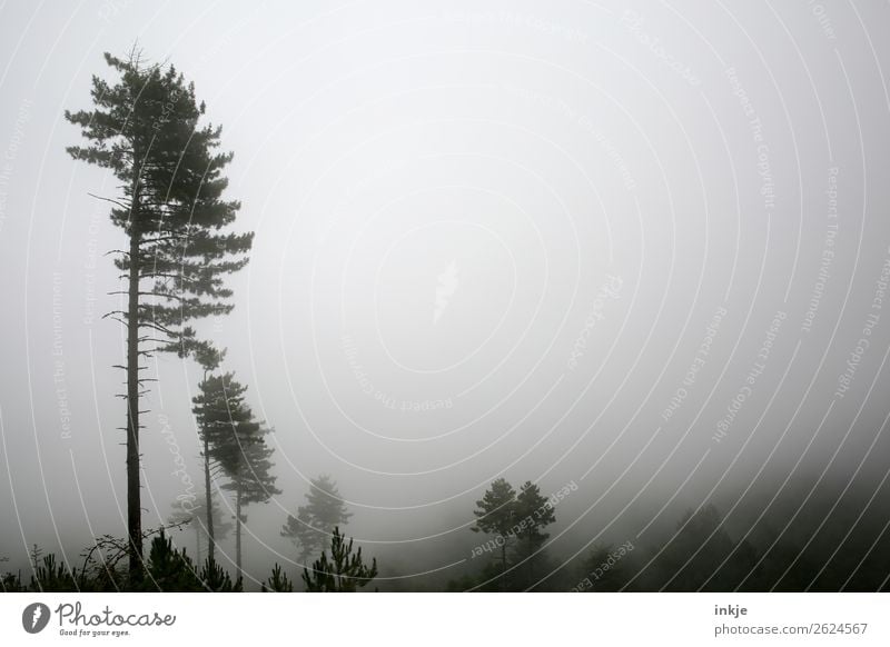 Nebelwald Umwelt Natur Landschaft Herbst Winter schlechtes Wetter Baum Wald Nadelwald dunkel Stimmung Idylle Dunst karg trist Farbfoto Gedeckte Farben