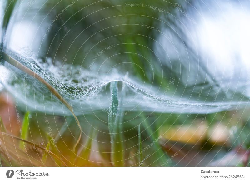 Leicht umsponnen; Spinnennetz und Grashalm Umwelt Natur Pflanze Wassertropfen Winter Eis Frost Halm Garten Wiese hängen schön kalt braun grün orange silber