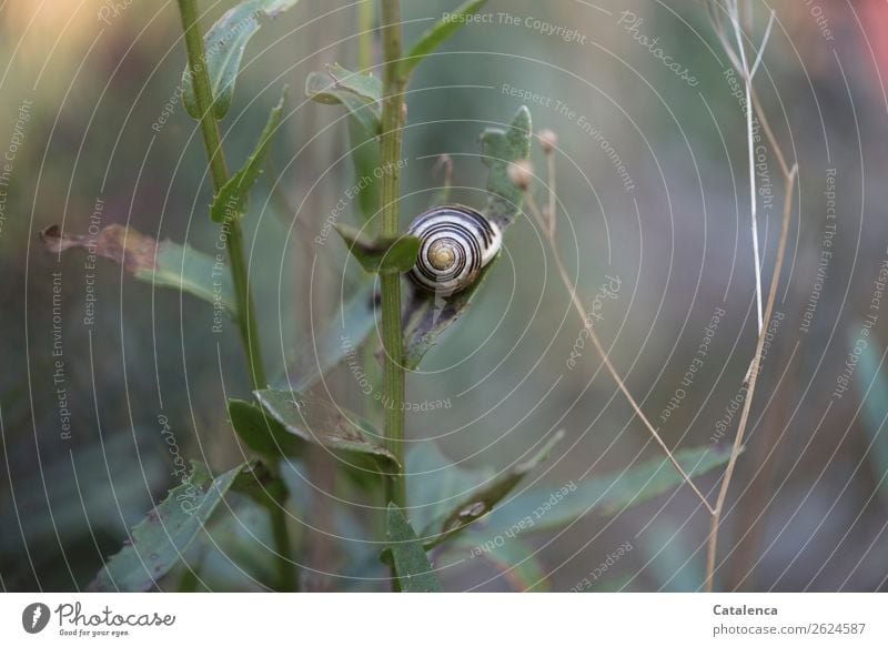 Im Garten; Schnikelschnecke auf Margeritenblatt Natur Landschaft Pflanze Herbst Blatt Schnecke Schnirkelschnecke 1 Tier Schneckenhaus schön klein braun grau