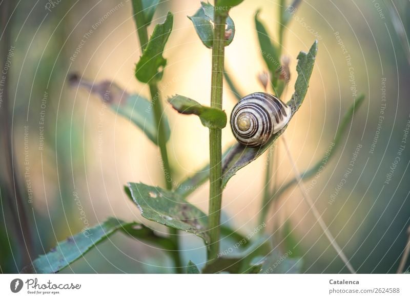 Ruheplatz; Schnikelschnecke auf Margeritenblatt Natur Pflanze Tier Herbst Schönes Wetter Blatt Garten Schnecke Schnirkelschnecke 1 Schneckenhaus schön klein