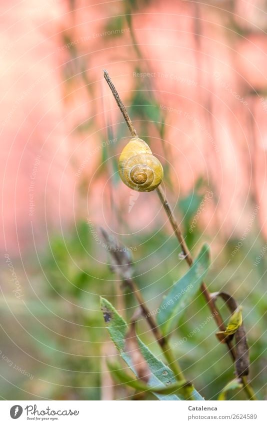 Verharren; eine gelbes  Schneckenhaus vor rosa Hintergrund Natur Pflanze Tier Herbst Blume Blatt Margerite Garten 1 hängen einfach schön grün orange Stimmung