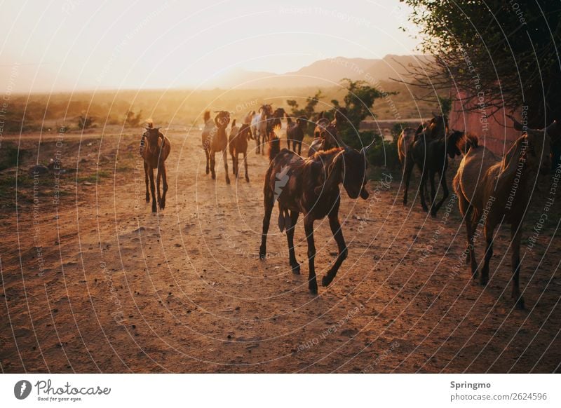 outOFtheLIGHT Erde Sand Sonne Sonnenaufgang Sonnenuntergang Steppe Tier Nutztier Ziegen Tiergruppe Herde glänzend Wärme braun gelb gold Abenteuer Horizont