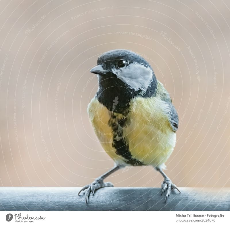 Coole Kohlmeise Natur Tier Sonnenlicht Schönes Wetter Wildtier Vogel Tiergesicht Flügel Krallen Meisen Schnabel Auge Feder 1 beobachten leuchten Blick stehen