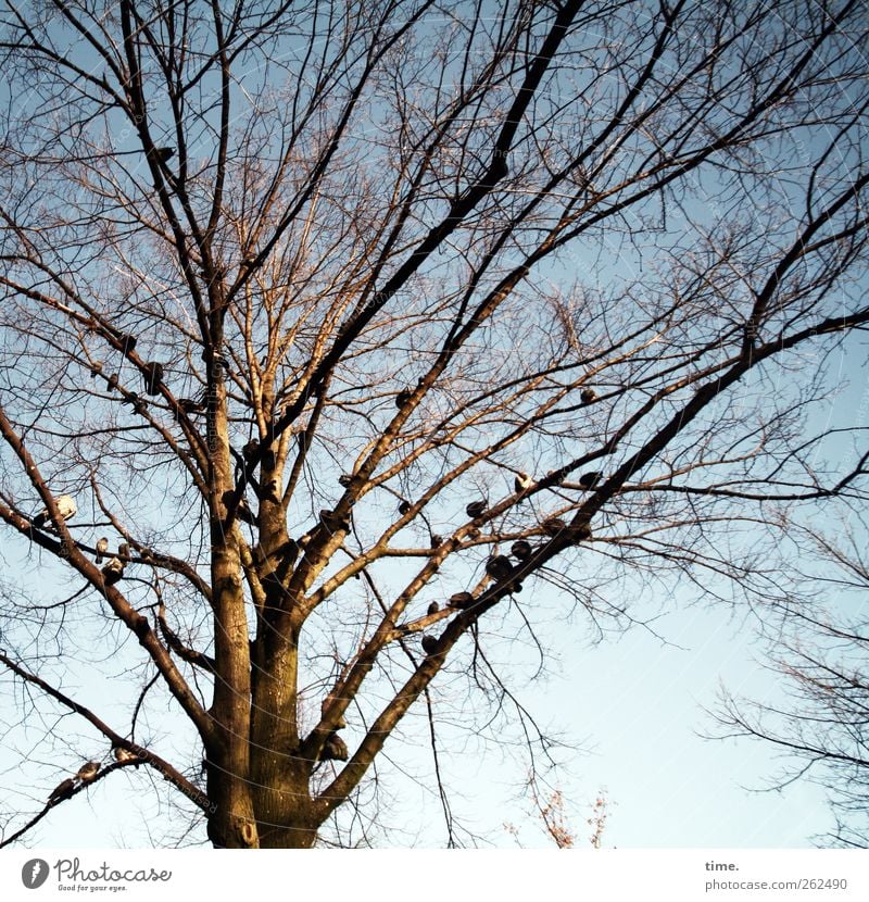 Taubenbaum Umwelt Natur Pflanze Tier Winter Schönes Wetter Baum Vogel Tiergruppe Partnerschaft Gesellschaft (Soziologie) Pause ruhig Heimat Erholung Ast