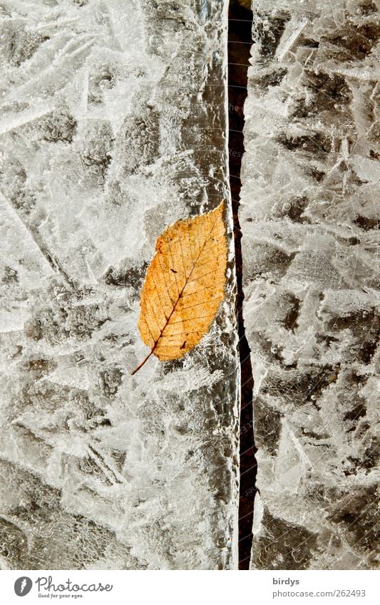 Blatt in gefrorenem Eis. Eisfläche mit Riss, Nahaufnahme mit Eisstrukturen. Frost See frieren ästhetisch Winter Spalte Klima 1 Blatt Eiskristall außergewöhnlich