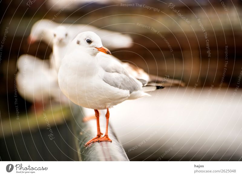 Lachmöwe auf einem Brückengeländer Tier Wildtier Vogel rot schwarz weiß sitzt Geländer Polen Fauna Möwe Nahaufnahme Farbfoto Außenaufnahme