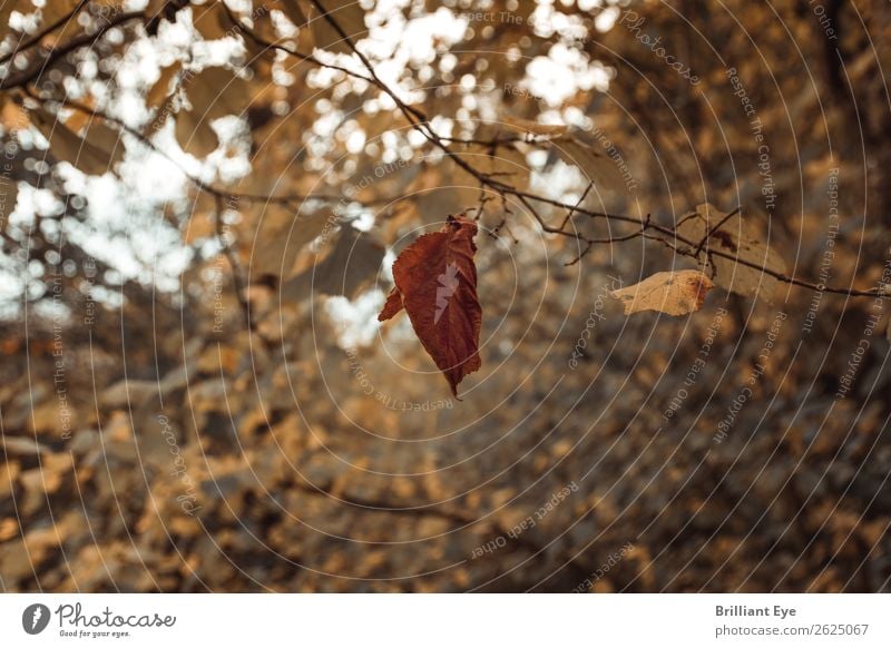 Der Letzte Umwelt Natur Pflanze Herbst Baum Blatt Park Wald tragen dünn einfach klein natürlich rebellisch weich gelb Ausdauer standhaft Kontrolle Mittelpunkt