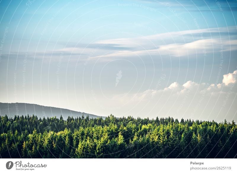 Baumwipfel in einem Pinienwald schön Ferien & Urlaub & Reisen Tourismus Sommer Berge u. Gebirge Umwelt Natur Landschaft Himmel Wolken Horizont Gras Park Wald