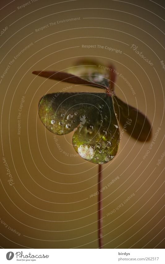 Herztropfen Pflanze ästhetisch positiv braun grün Natur herzförmig Blatt Kleeblatt Tau Wassertropfen Stengel 1 Glücksbringer Farbfoto Gedeckte Farben