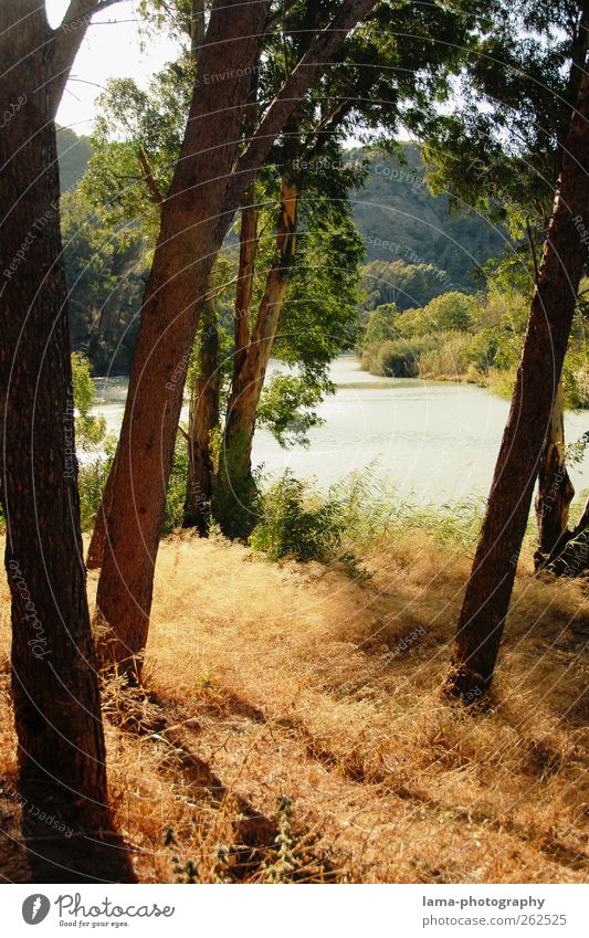 La orilla del Guadalhorce [XXV] Natur Pflanze Urelemente Sonnenlicht Baum Sträucher Schilfrohr Flussufer Malaga Andalusien Spanien natürlich Erholung ruhig