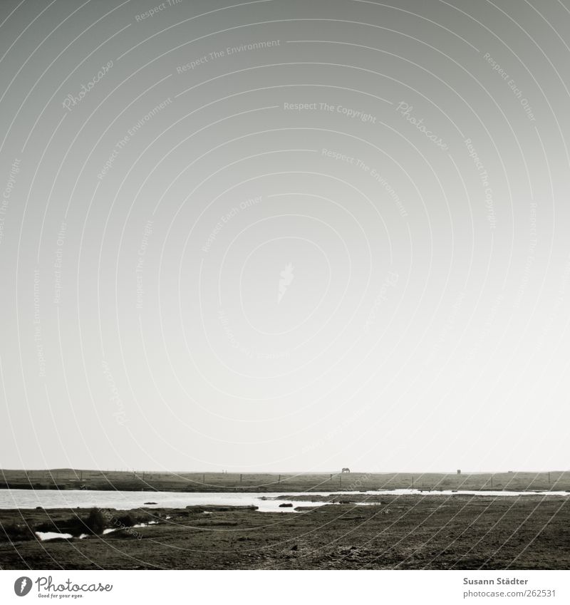 weites land Wasser Himmel Schönes Wetter Wiese Feld Nordsee See Tier Wildtier Pferd 2 frei wild Spiekeroog freilebend Fressen Insel flach Natur minimalistisch