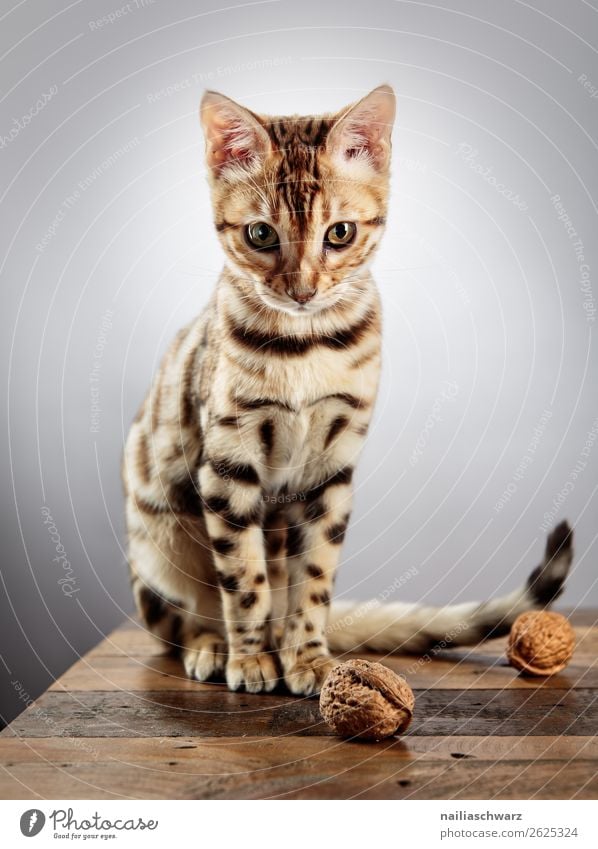 Bengalische Katze Lebensmittel Nuss Walnuss Tisch Tier Haustier bengal 1 Tierjunges Holz beobachten Blick sitzen frech Fröhlichkeit schön listig Neugier